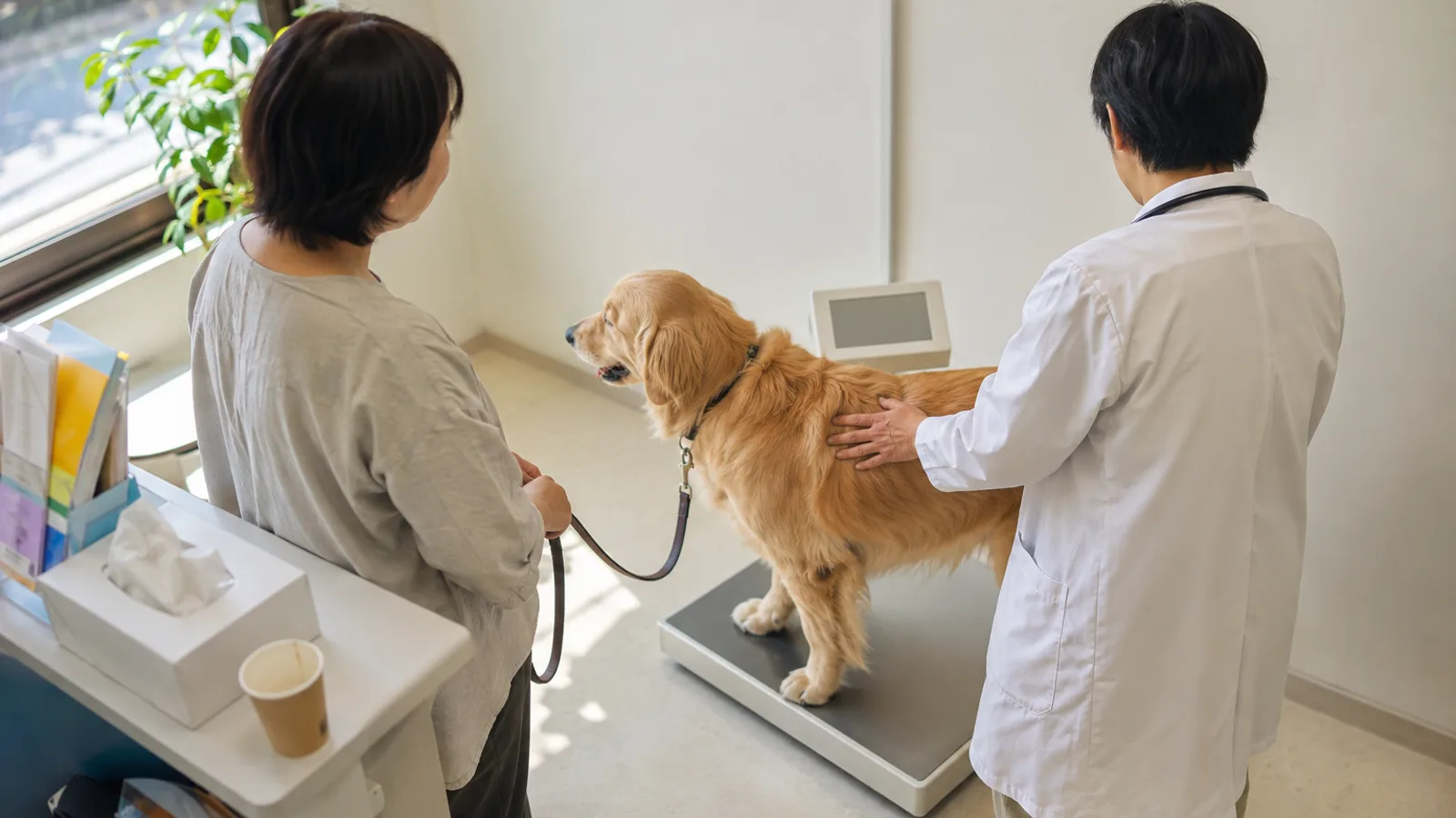 動物病院の床置きの体重計に四本足で立つゴールデンレトリーバーと、背中に手を置く獣医師、リードを持つ飼い主。表示に数字はない