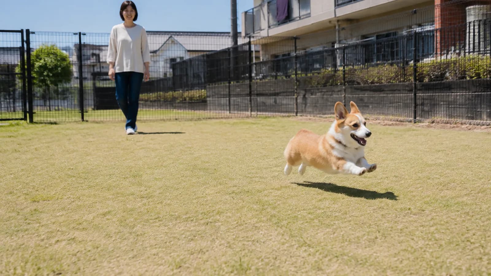 柵で囲まれたドッグランの日なたの芝生を、耳を立てて元気に走る赤白のコーギー。背景に金属の柵、奥に立って見ている女性