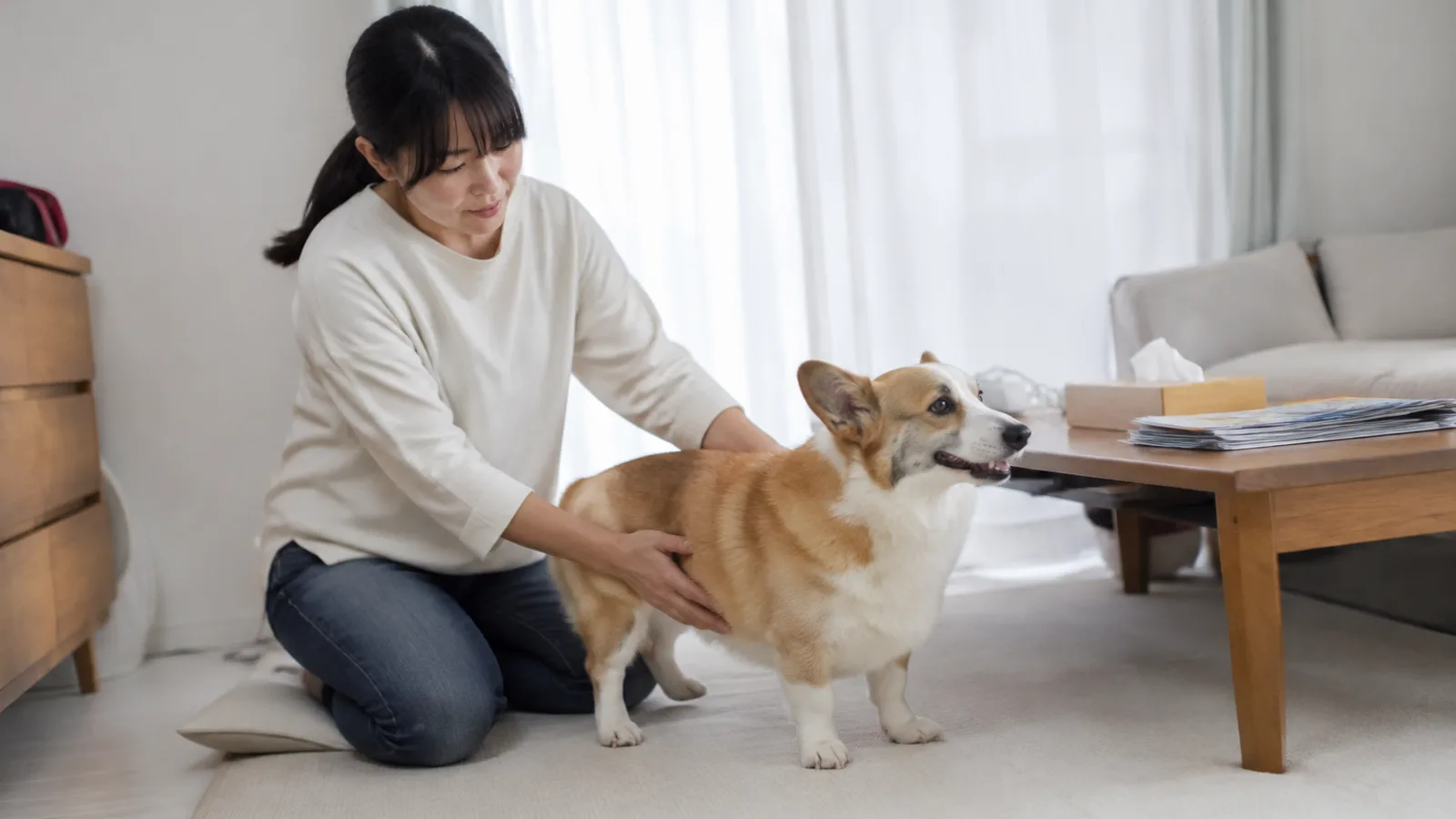 立っているコーギーの脇腹に両手を当てて体型を確かめる、床に膝をついた女性