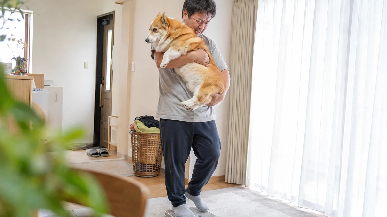 大きく育ったコーギーを両腕で胸に抱えて、床の体重計に一緒に乗る男性