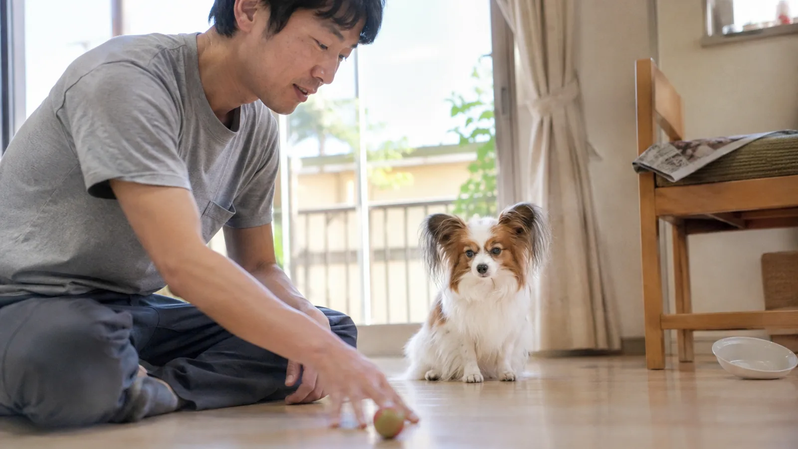 床でゆっくり転がされるボールを目で追う、白とセーブルの飾り毛のあるパピヨン。手前に座る男性