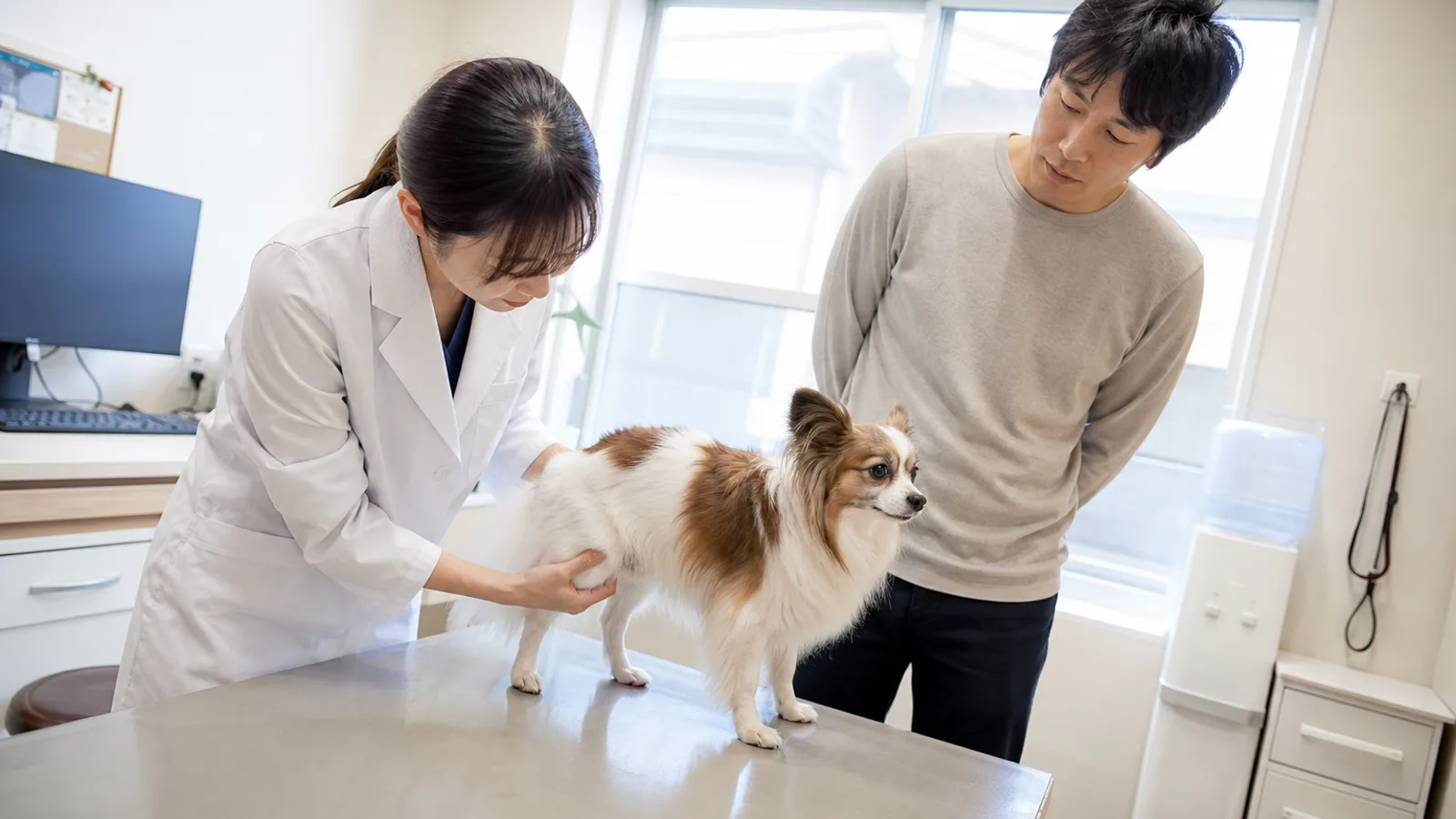 診察室で診察台に立つパピヨンの後ろ足のつけ根に手を添えて確かめる白衣の獣医師と、横で見守る飼い主