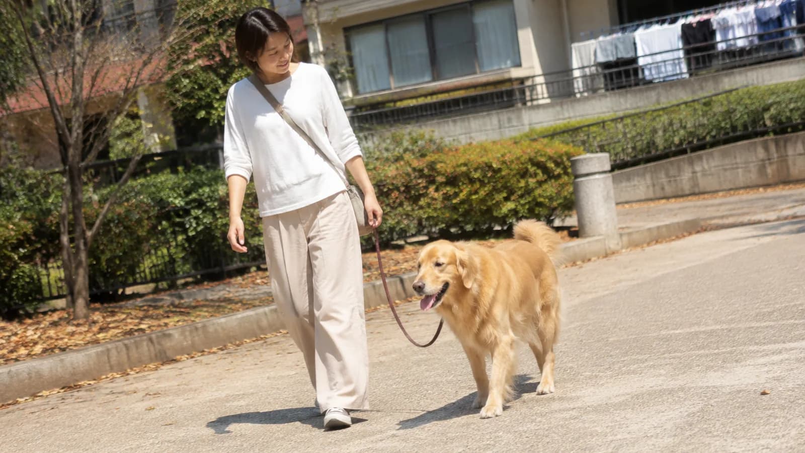 日なたの道を、リードをたるませて並んで歩くゴールデンレトリーバーと女性