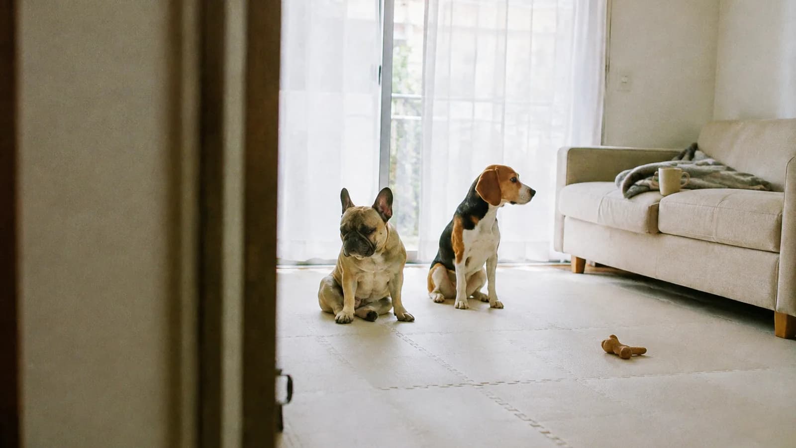 床に並んで座る2頭の犬。左は鼻づらがほとんど平らなフレンチブルドッグ、右は鼻づらが長く前に突き出したビーグル
