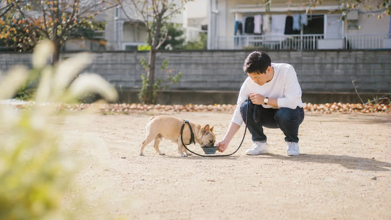 日なたの広場で、リードを握ったまましゃがんで折りたたみボウルを持つ男性と、そこから水を飲むハーネスを着けたフォーンのフレンチブルドッグ