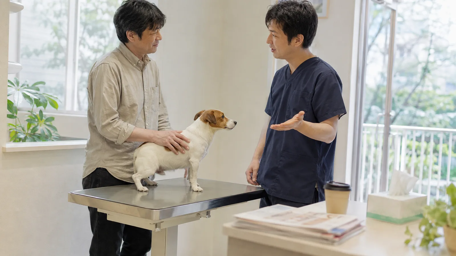 診察台に立つ白地に茶色のマーキングの小型犬と、その背中に手を添える男性、向かい側で手ぶりを交えて話す獣医師