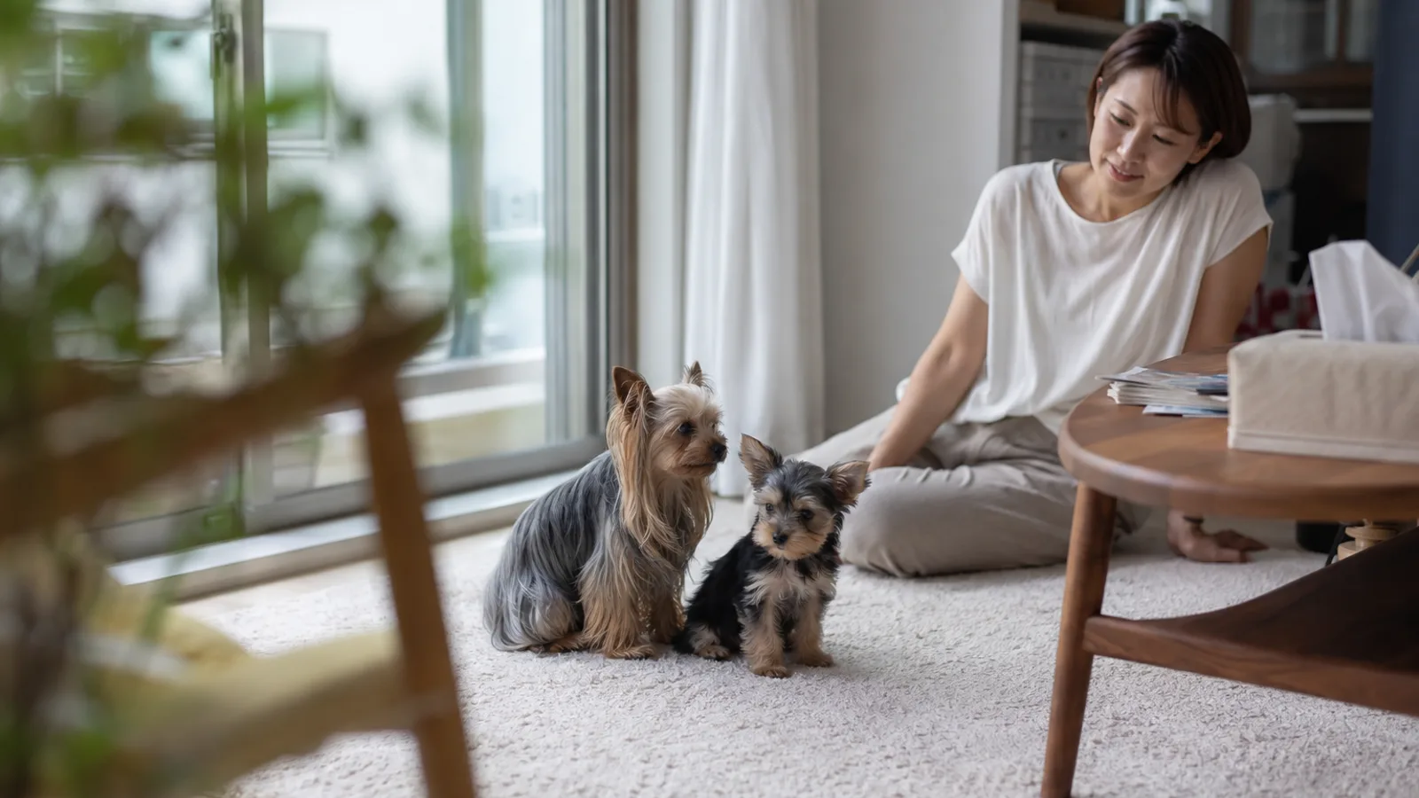 窓辺のラグで寄り添って座る同じ毛色のヨークシャー・テリアの成犬と子犬、少し離れて座る女性