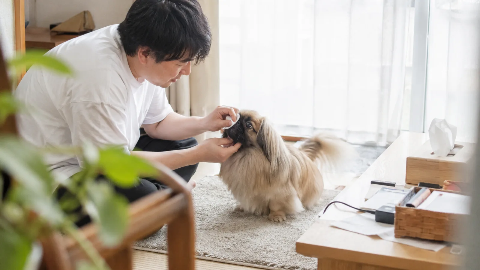 窓辺で顎を支えられ、やわらかいコットンで目のまわりの毛をそっと拭かれるフォーンのペキニーズ