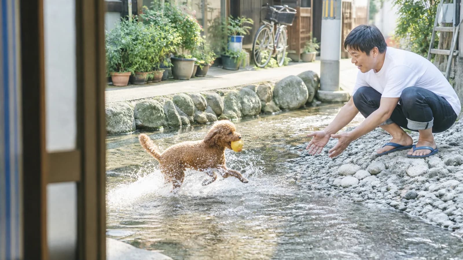浅い川の水際で、黄色いボールをくわえて岸に戻るトイプードルと、石の岸でしゃがんで待つ男性