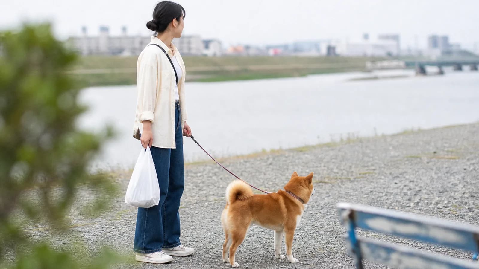 川沿いの砂利道に立つ赤毛の柴犬。くるりと巻いた尾と立ち耳がはっきり見える。隣にリードと買い物袋を持って立つ女性