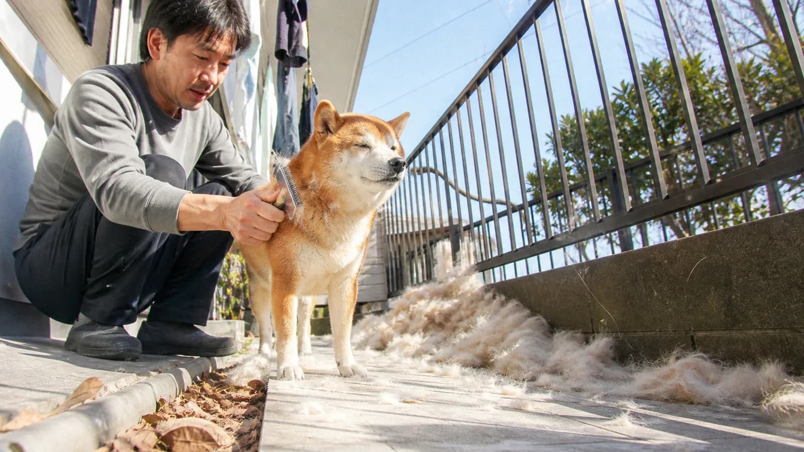 ベランダで柴犬をコームでブラッシングする男性。抜けた下毛の塊が床いっぱいに散らばっている
