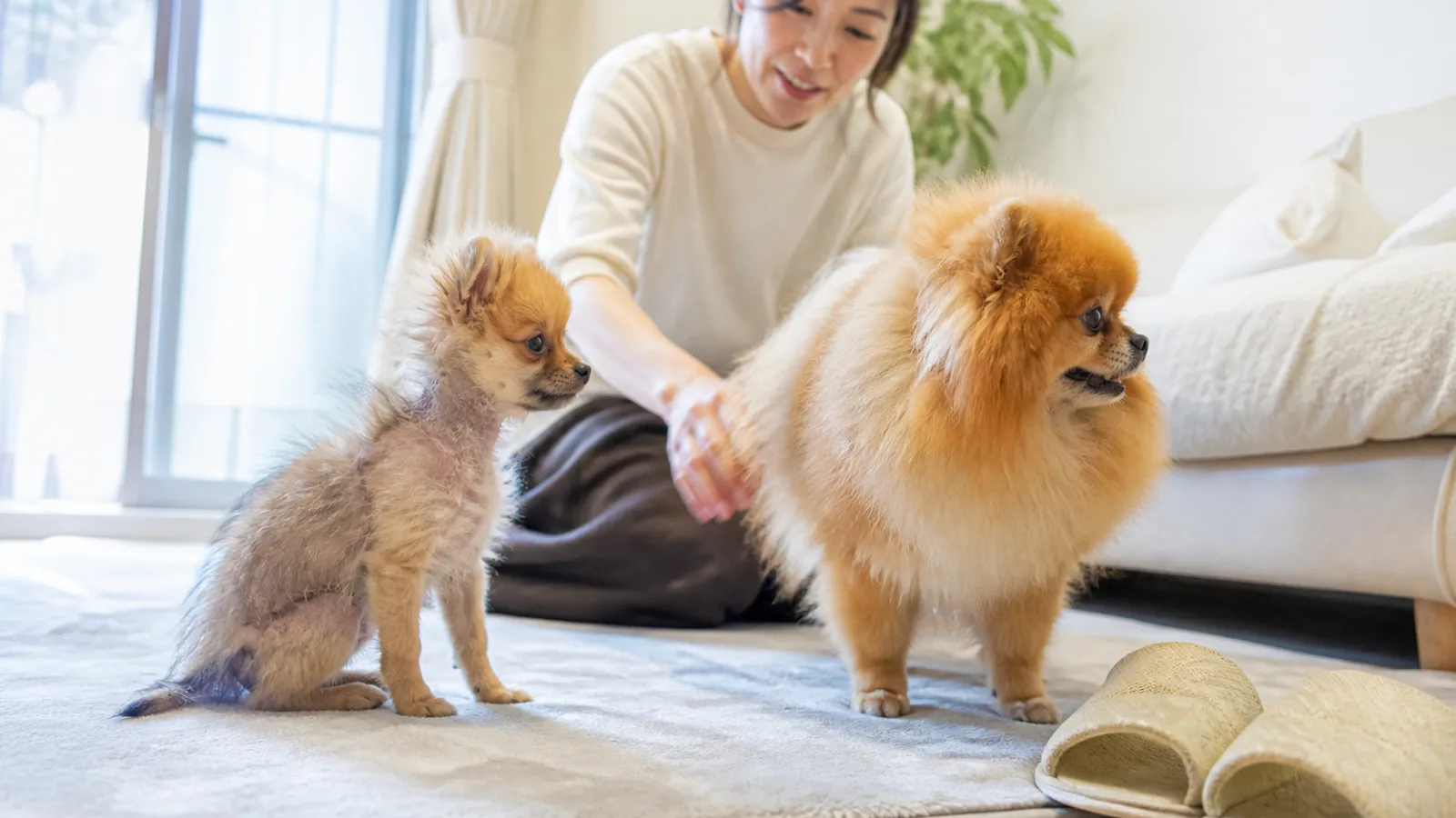 毛が薄くまばらな「猿期」のポメラニアンの子犬と、ふわふわのラフを持つ成犬のポメラニアンが並ぶ
