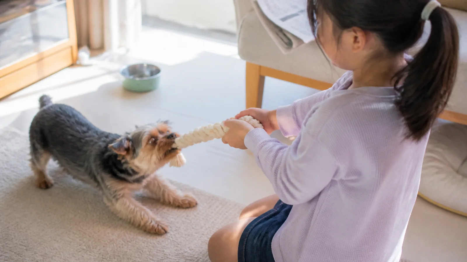 女の子が持つロープのおもちゃを全身で引っ張るヨークシャーテリア
