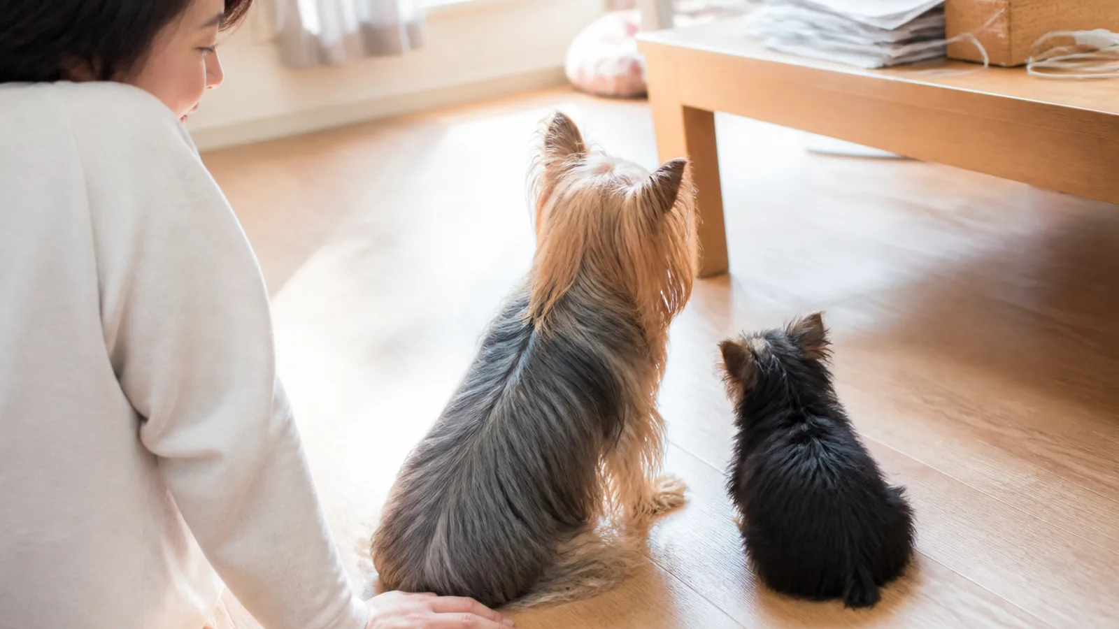 黒っぽい毛色の子犬と、スチールブルー&タンに変わった成犬のヨークシャーテリアが並んで座る