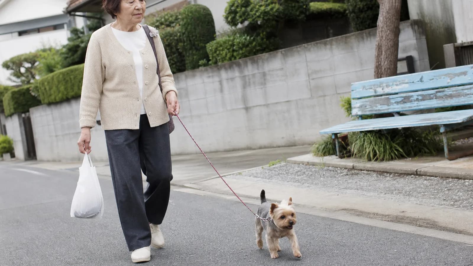 住宅街の道をリードをつけて歩くヨークシャーテリアと、カーディガン姿の女性