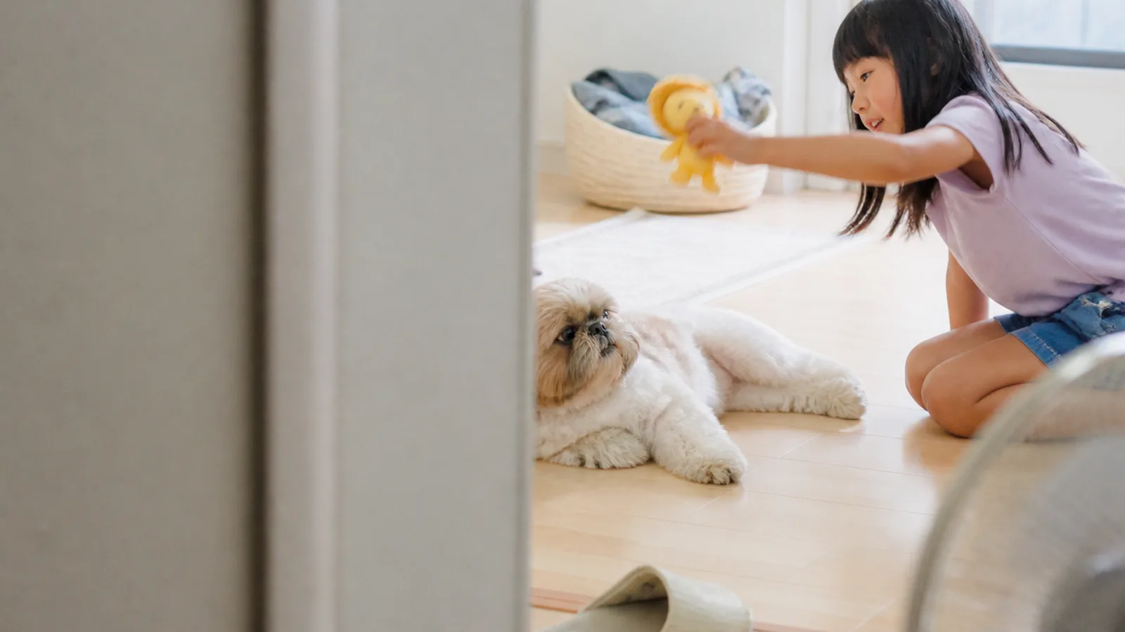 日なたで寝そべったまま、おもちゃで誘う女の子を横目で見るだけのシーズー