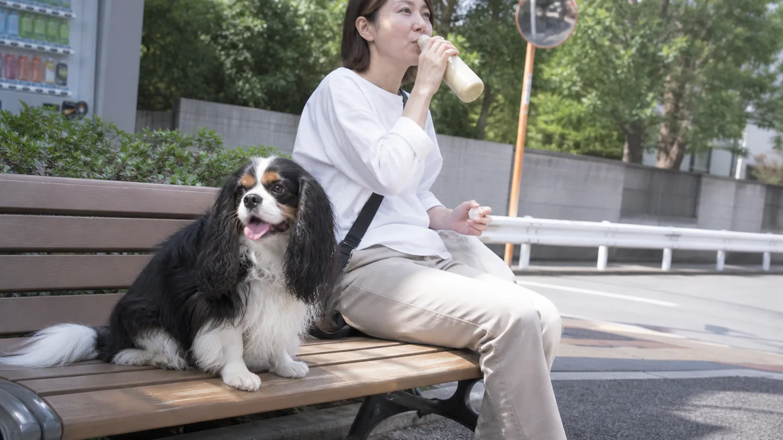 公園のベンチで女性の隣に座るトライカラーのキャバリア。大きな丸い目と長く垂れた飾り毛の耳