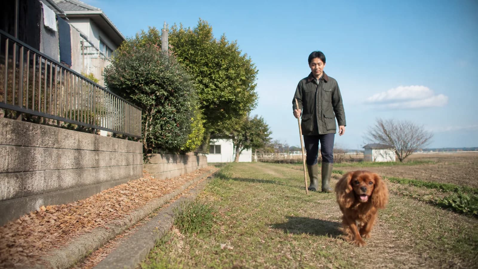 畑の間の草の道を耳の飾り毛をなびかせて小走りするルビーのキャバリアと、後ろを歩く男性