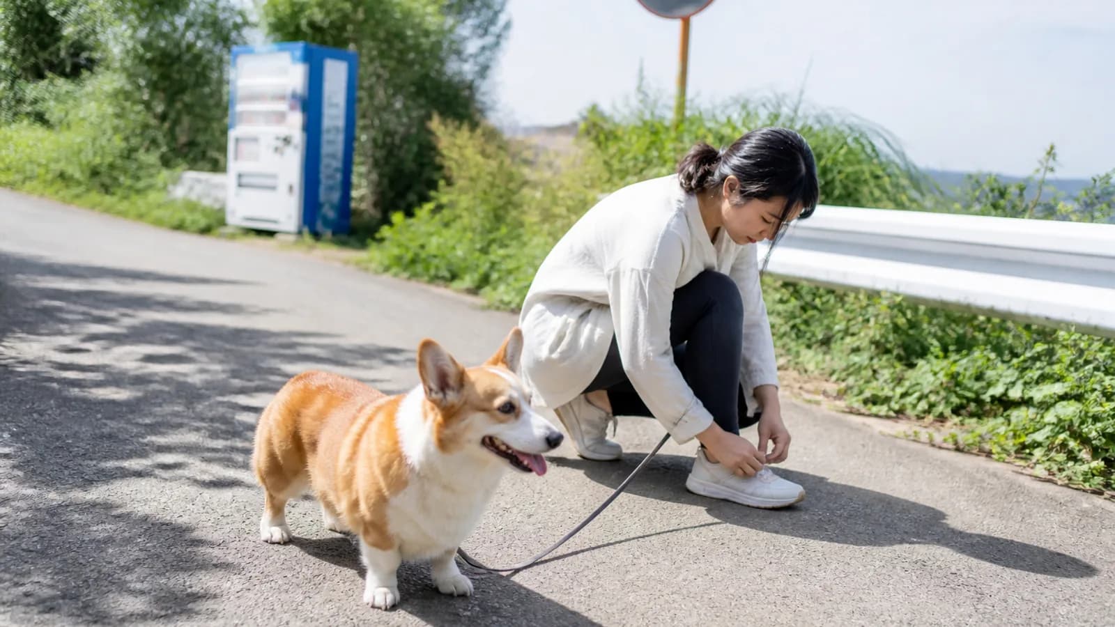 ガードレール沿いの道に立つレッド&ホワイトのコーギー。大きな立ち耳と短い脚。傍らでしゃがんで靴ひもを結ぶ女性