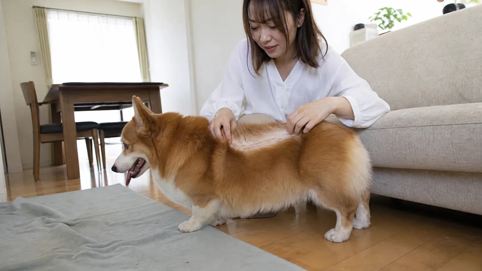床に立つコーギーを真横から見た胴長短脚の体つきと、背中の被毛を分けて密な下毛を見せる女性の手