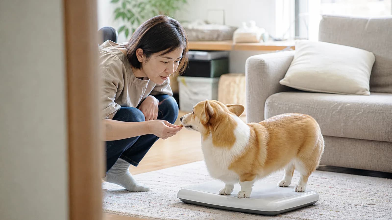 リビングの床に置いたペット用の体重計に乗るコーギーと、おやつで動かないようにする女性