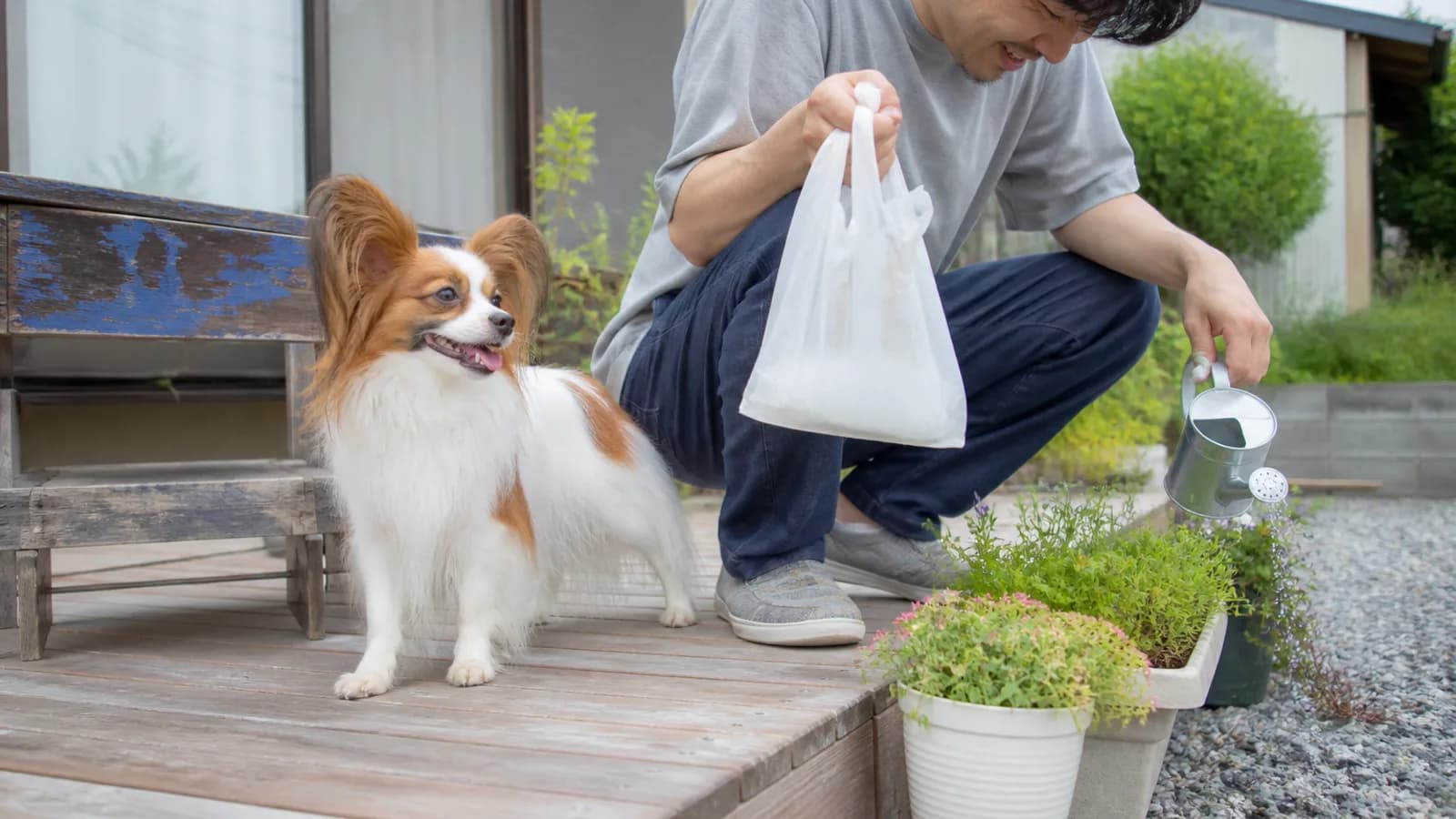 ウッドデッキに立つパピヨン。蝶の羽のように長い飾り毛のついた大きな立ち耳