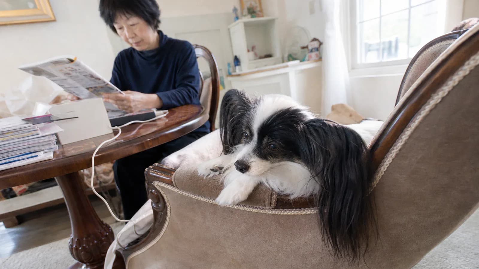 明るい洋間で、布張りの椅子の肘掛けにあごをのせて伏せるパピヨンと、近くのテーブルで新聞を読む女性