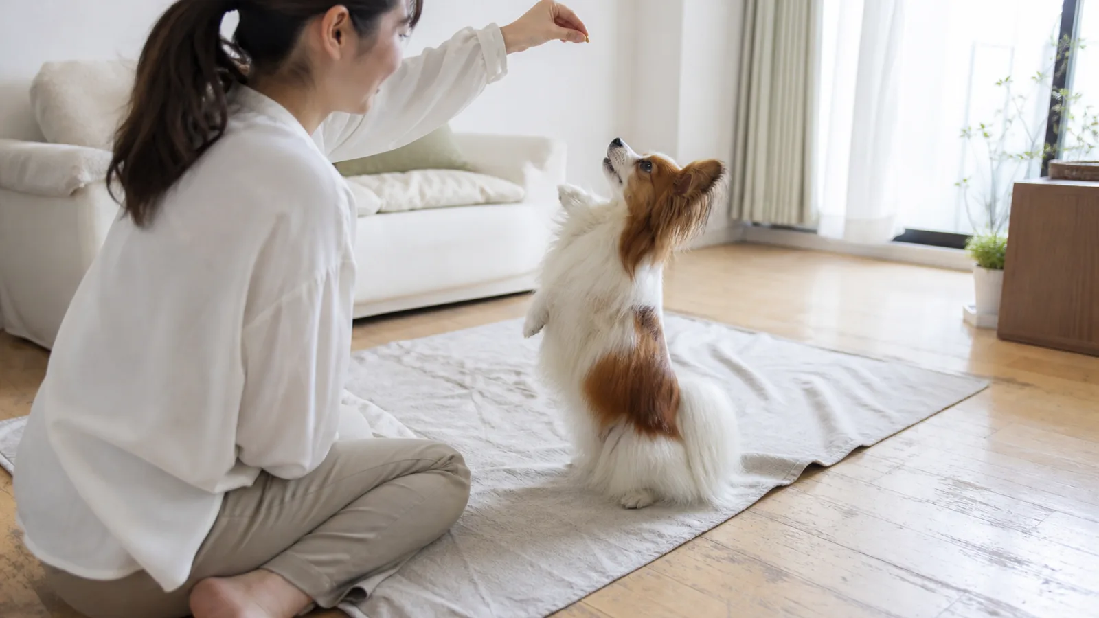 女性のハンドサインに合わせて後ろ足で立つパピヨン。トレーニングの一場面
