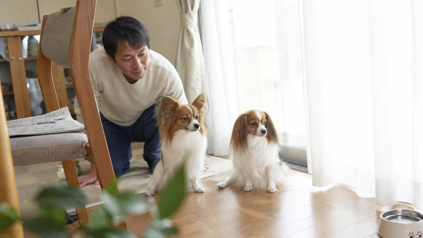 立ち耳のパピヨンと垂れ耳のファレーヌが並んで座る。同じ犬種で耳の付き方だけが違う