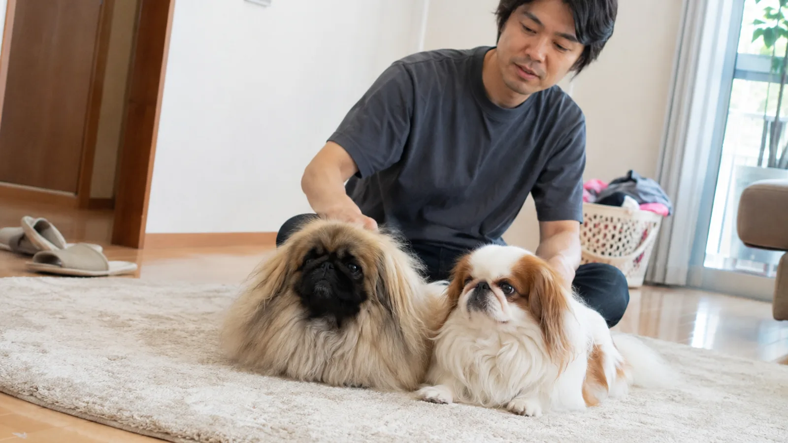ラグに並んで座るフォーンのペキニーズと白地に茶のパーティカラーのペキニーズ、後ろに座る男性