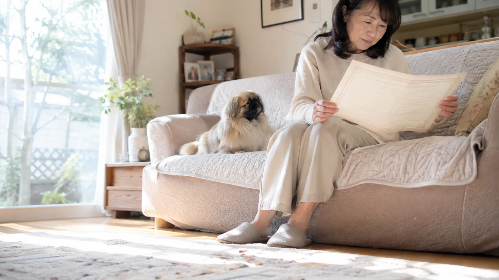 ソファで架空の血統書を両手で持って読む女性と、隣に座るフォーンのペキニーズ
