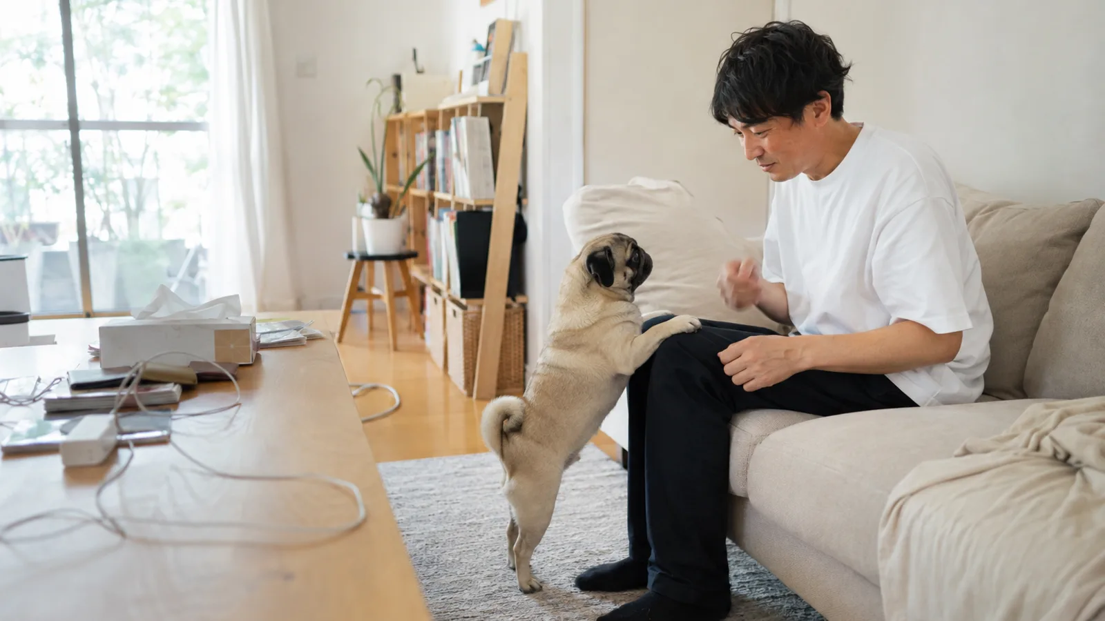 ソファに座る男性のひざに前足をかけて立ち上がり、顔を見上げるフォーンのパグ