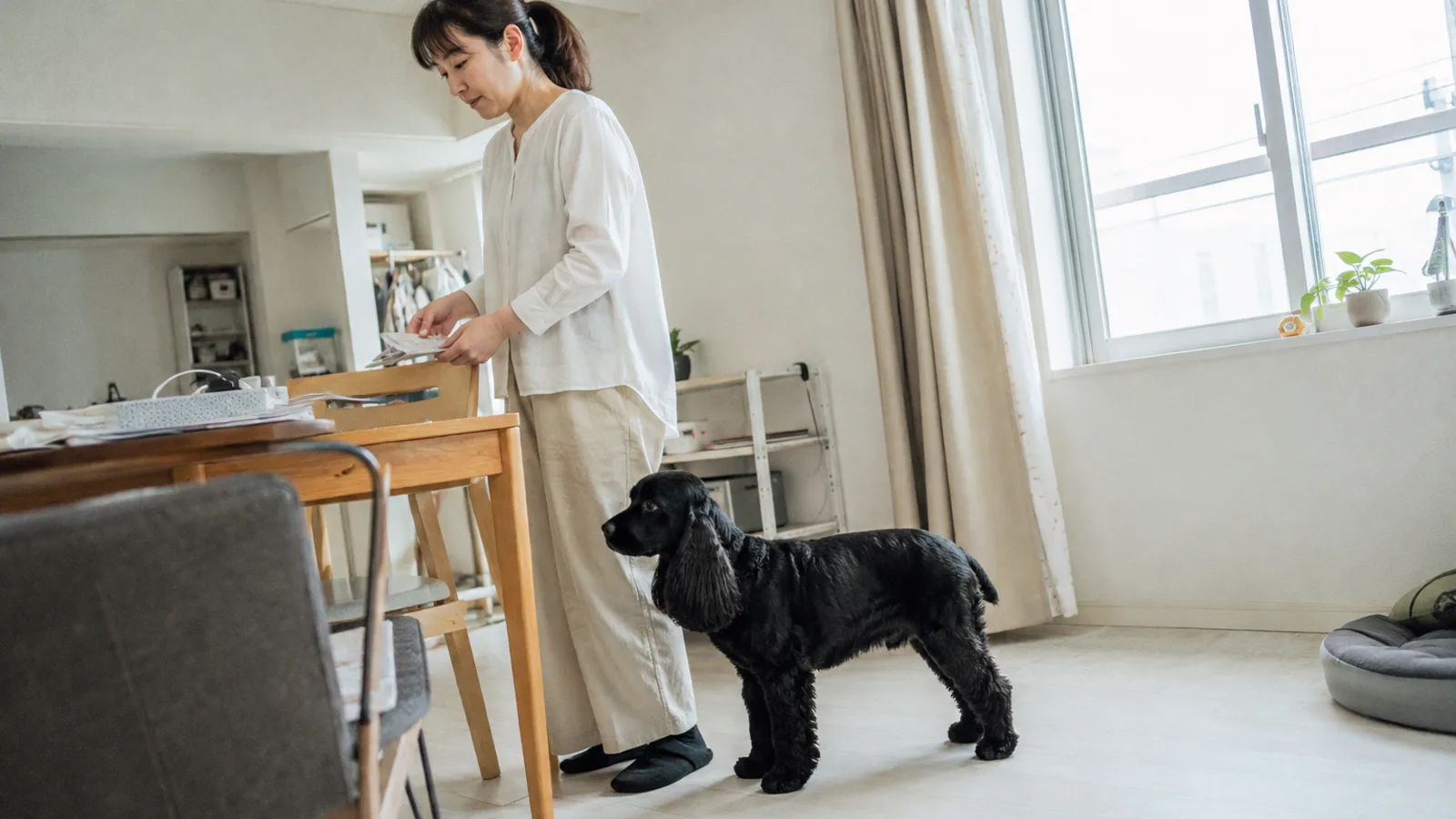 立っている女性のすぐ横で真横を向いて立つブラックのアメリカン・コッカー・スパニエル。犬の背は女性の膝のあたりの高さにある