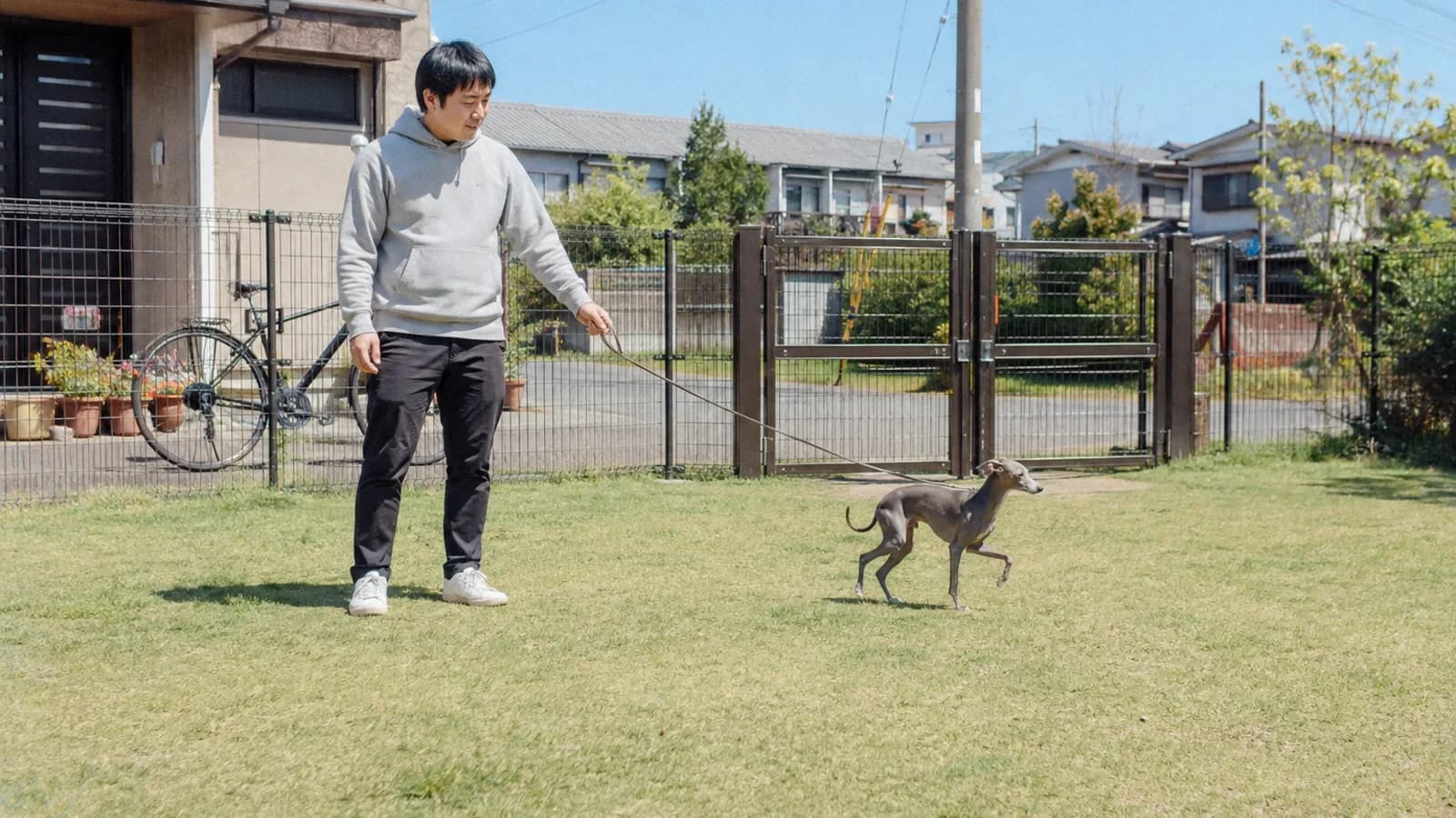 金網の柵に囲まれた芝の上を、リードをつけたまま軽やかに速歩するグレーのイタリアン・グレーハウンドと、リードの端を持って少し離れて見守る男性