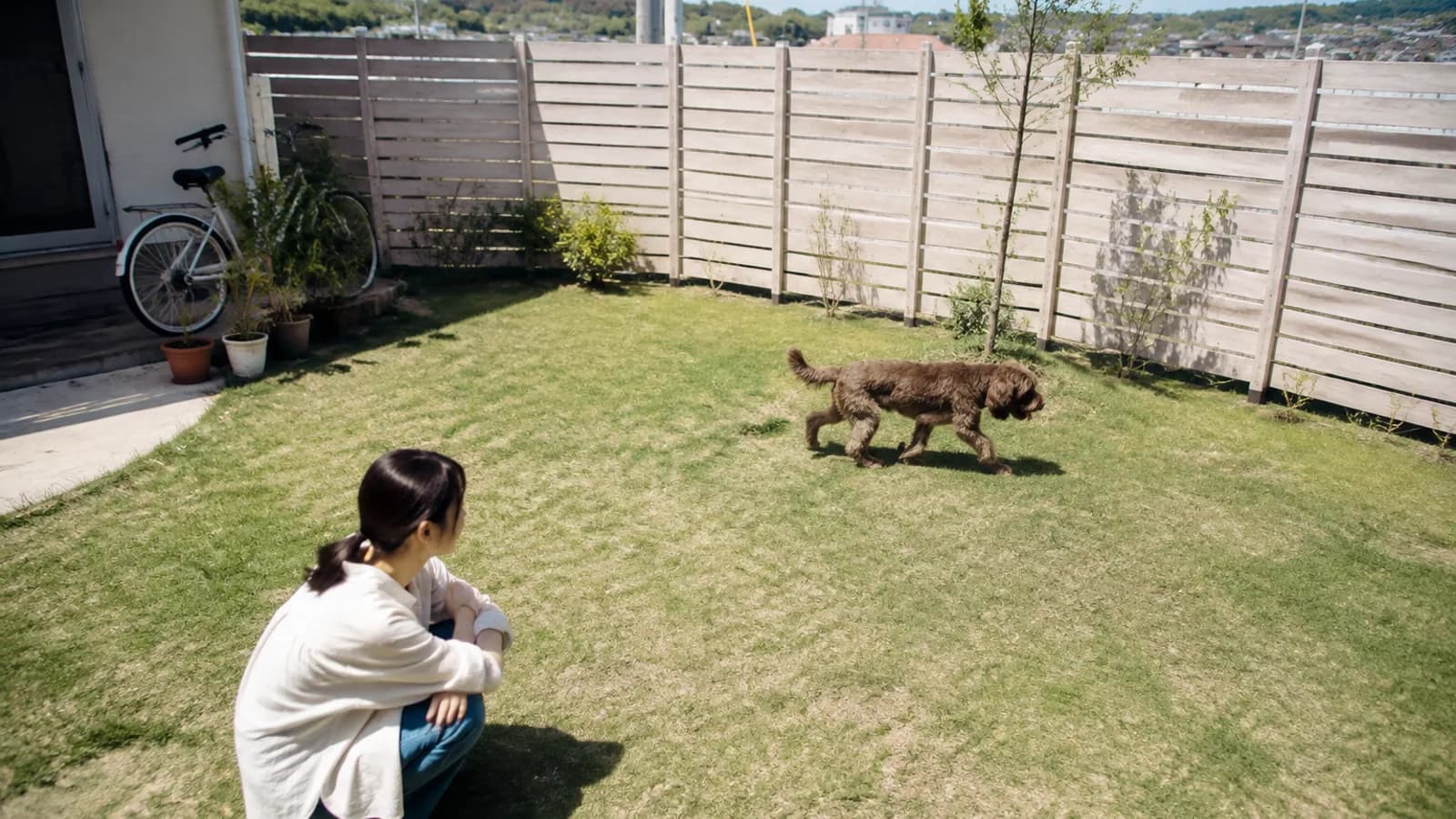 板塀で囲まれた庭の芝生を歩く茶色いウェーブの被毛のミックス犬と、しゃがんで見ている女性