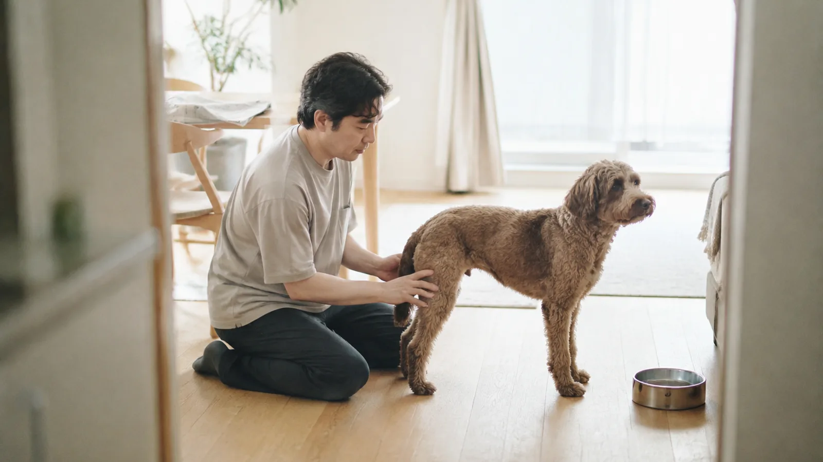 床でミックス犬の後ろ足に手のひらを当てて様子を確かめる男性