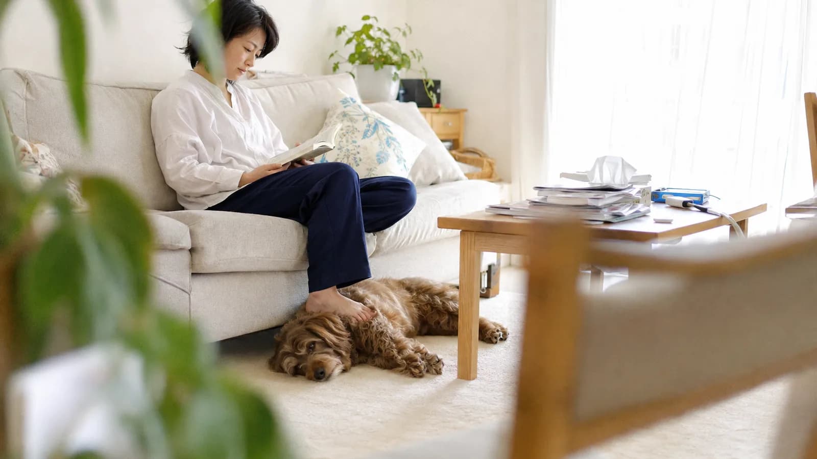 ソファで本を読む女性の足元に伏せる、ウェーブのある茶色い被毛のミックス犬
