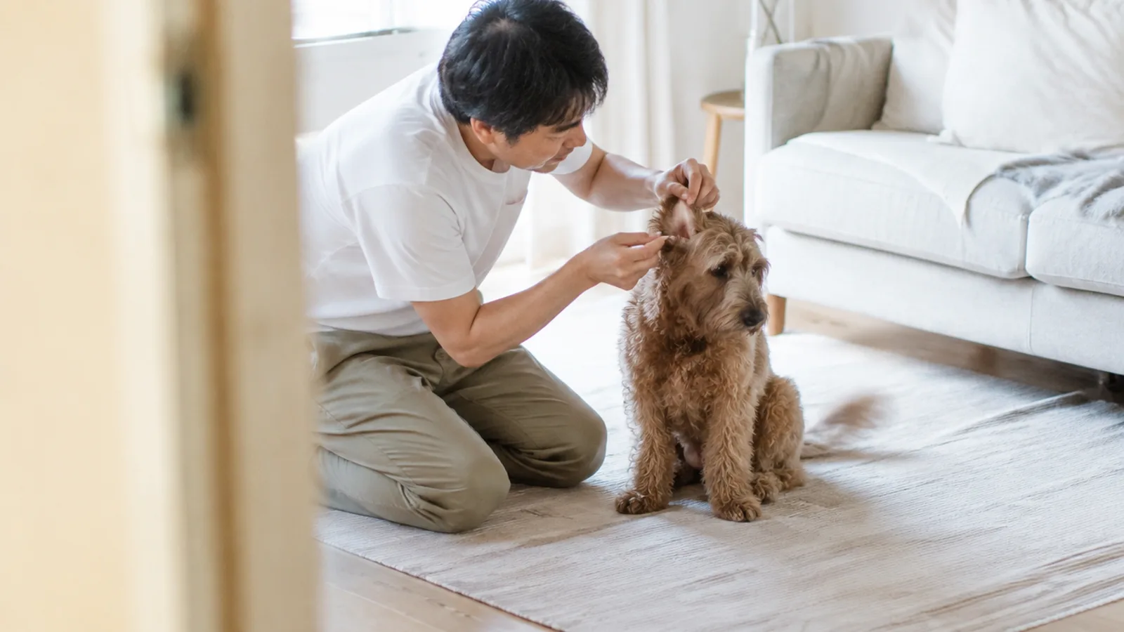 ミックス犬の垂れ耳をそっと持ち上げて内側を見る男性
