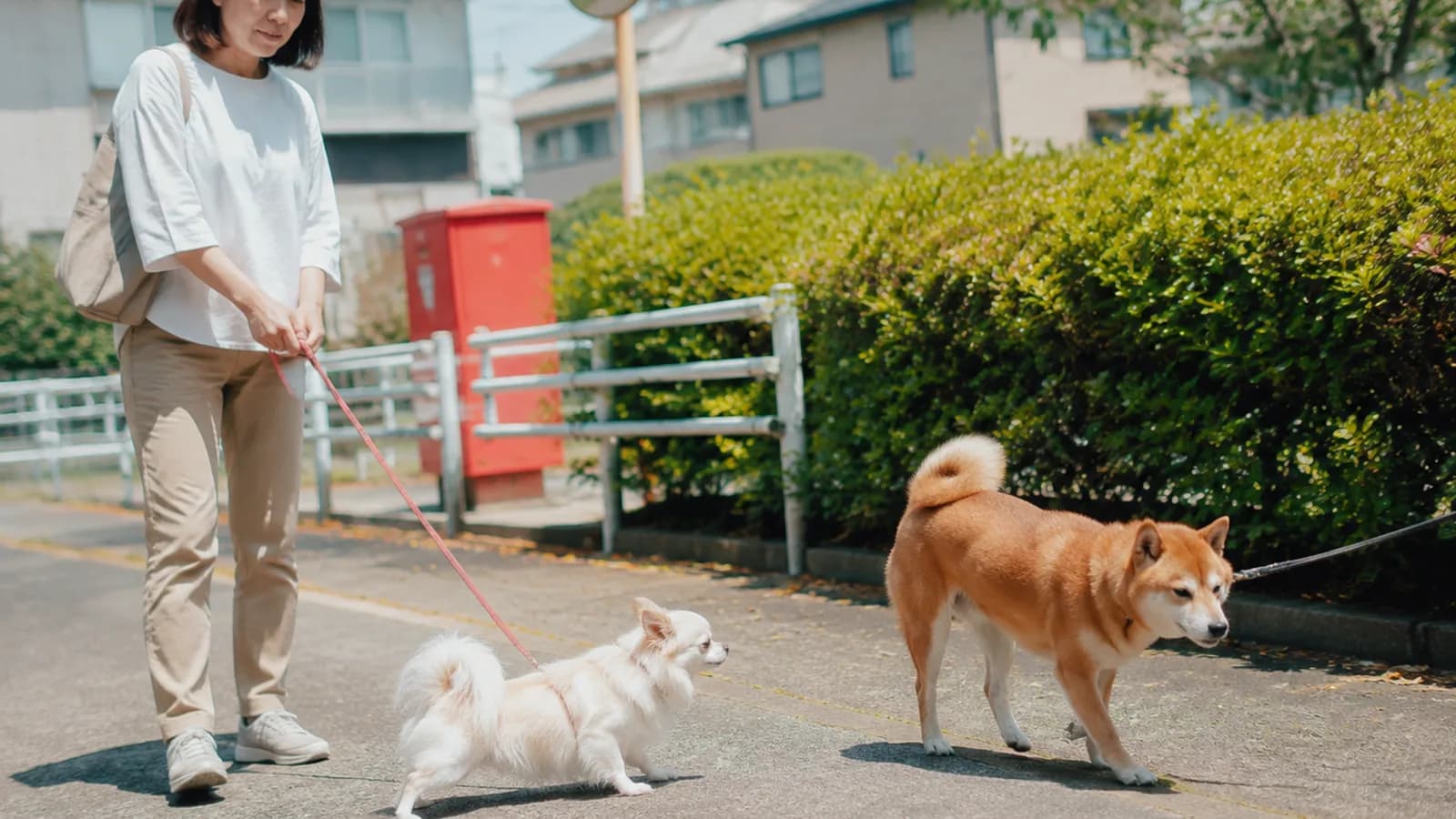 住宅街の道で、向かい合った赤柴のほうへ体を伸ばす白いチワマルと、赤いリードを短く持つ女性