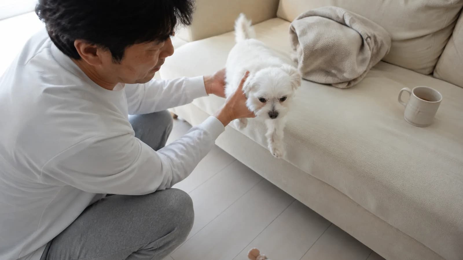 ソファの端から下りようとする白いチワマルに、しゃがんで両手を差し出す男性