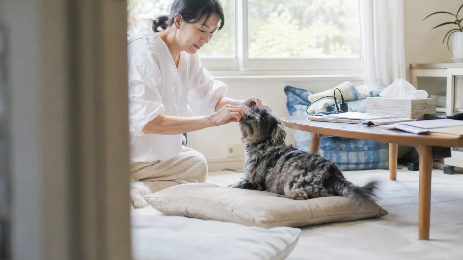 床のクッションにいる灰色と黒のまだら模様の巻き毛のダップーの、目にかかった毛を指で持ち上げる女性