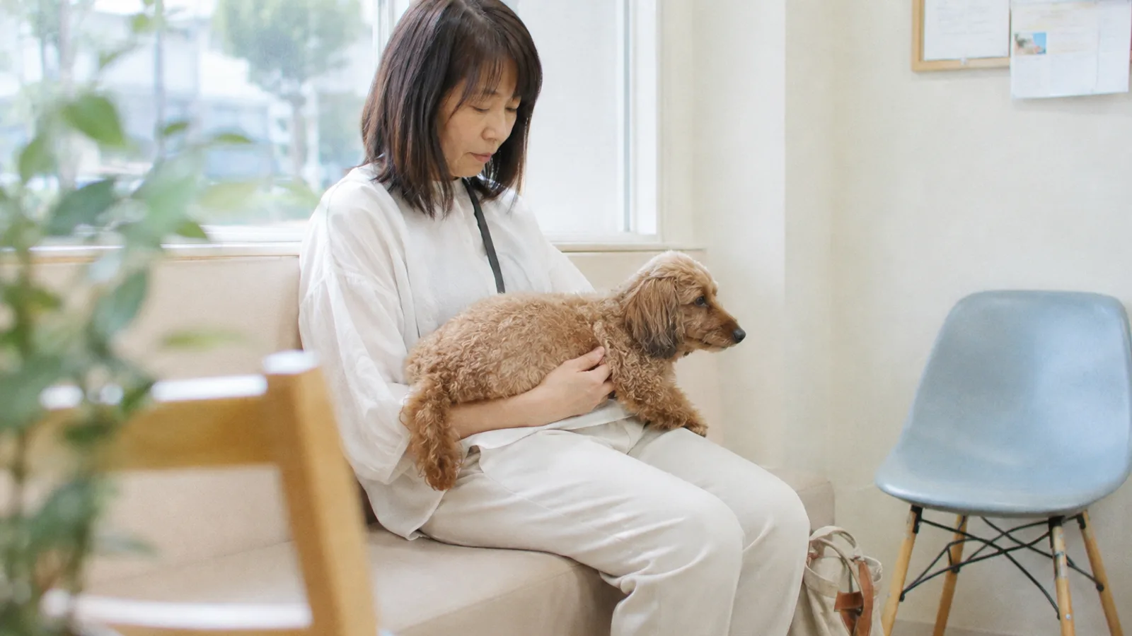 動物病院の待合の長椅子で、背中がまっすぐになるよう腕で支えられて膝の上で待つ胴長のダップー