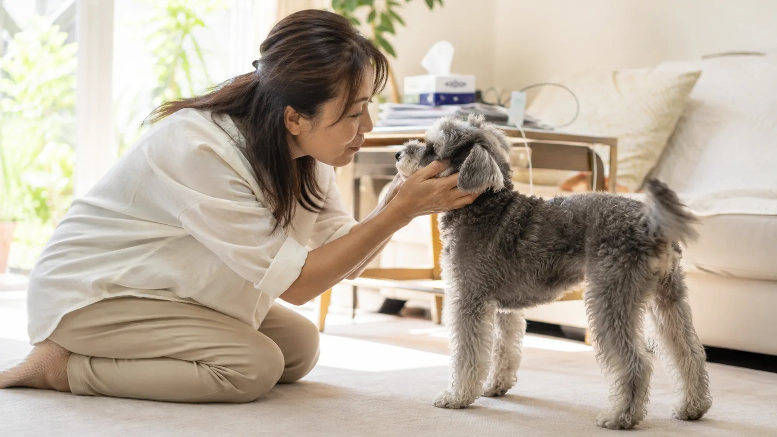 しゃがんだ女性が両手でシュナプーのひげのある顔を包み、目をのぞきこんでいる