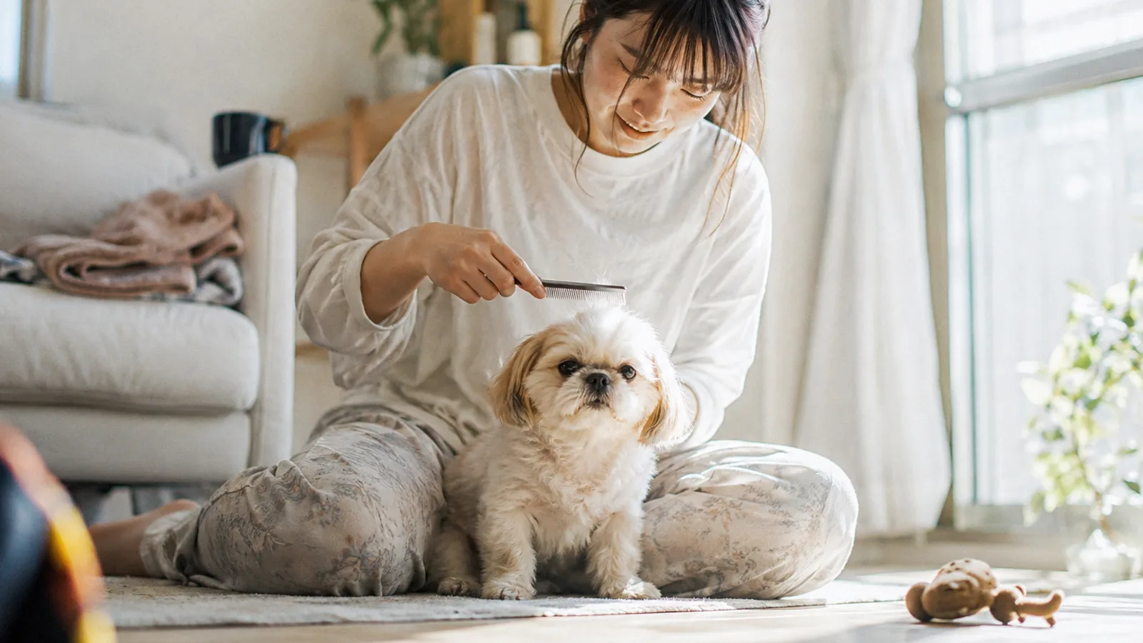 床に座った女性が、膝の前に座る小さな白と茶の犬の頭頂の毛を細いコームで上に向かってとかしている