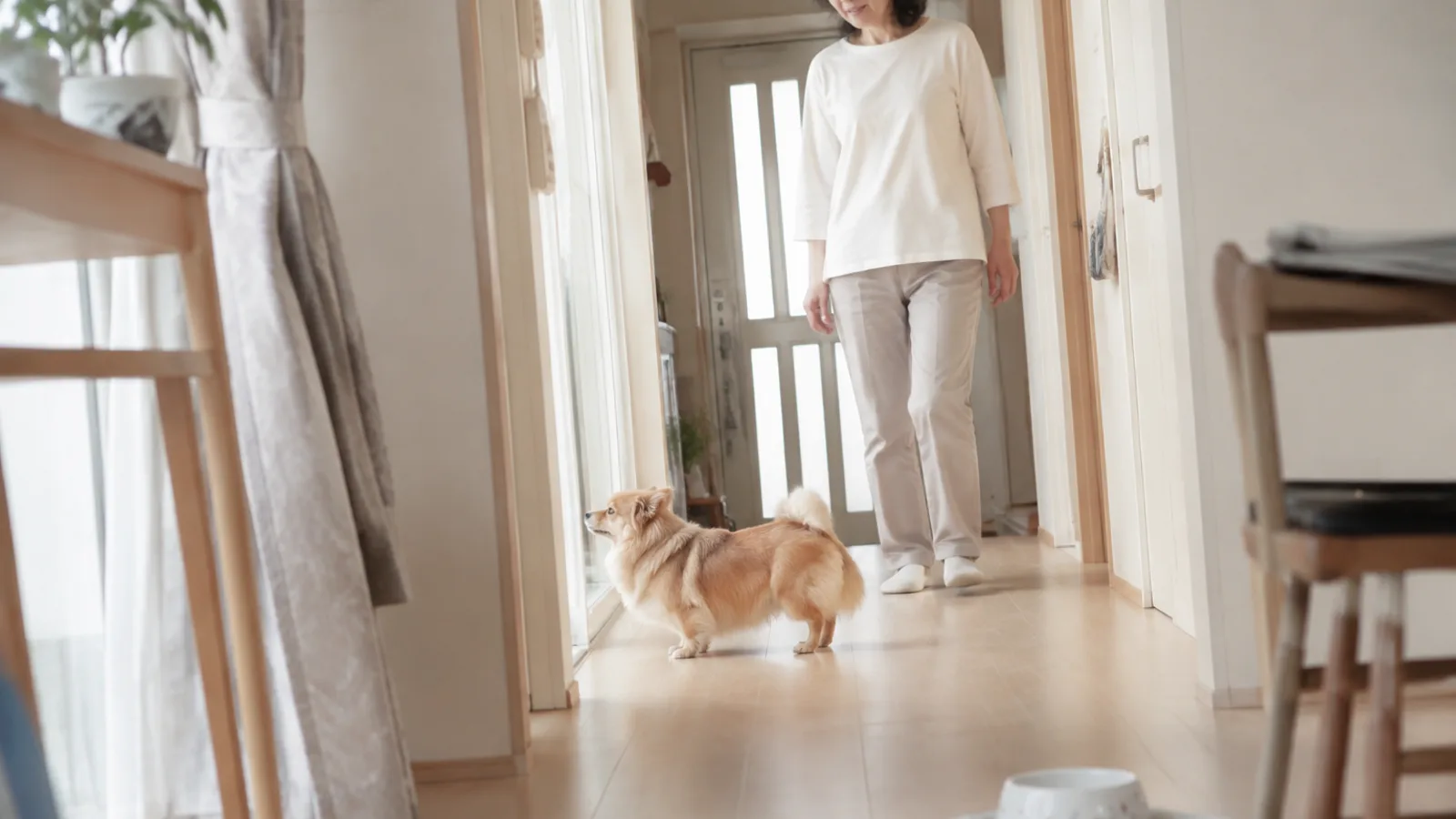 廊下の先で耳を立てて玄関のほうを見ているオレンジクリームのポメックスと、その後ろを歩いてくる女性