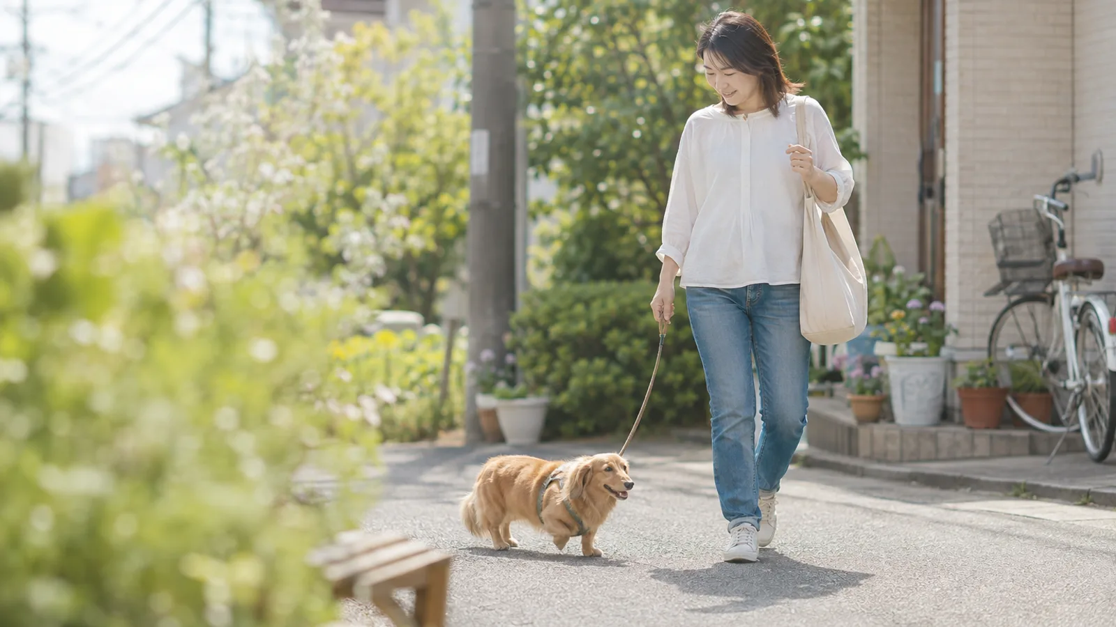 住宅街の道で、無地のハーネスを着けたポメックスとリードをたるませて並んで歩く女性