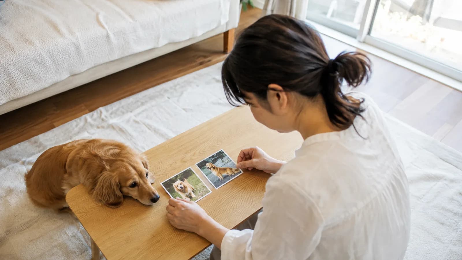 ローテーブルに犬の写真を2枚並べて見比べる女性と、テーブルの端に顎を乗せるポメックス
