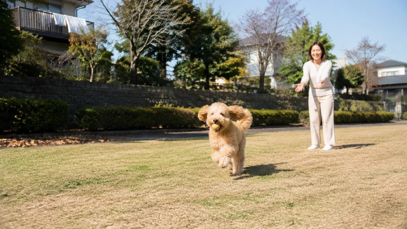 公園の広場で、ボールをくわえて走って戻ってくる巻き毛のゴールデンドゥードルと、両手を広げて待つ女性