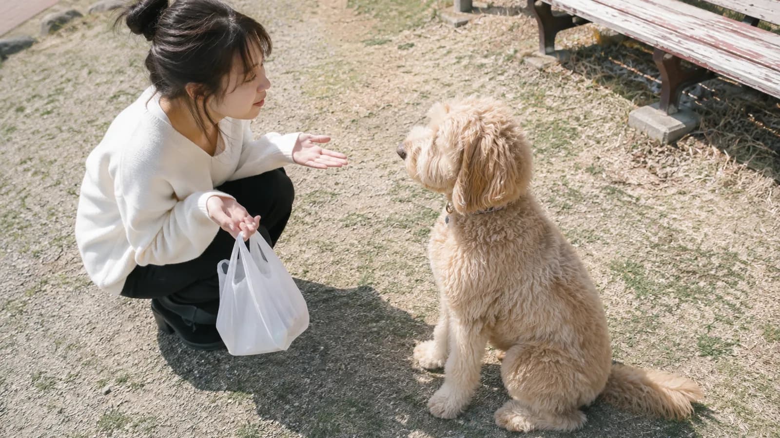日なたの公園で、しゃがんで手を差し出す女性と、その顔をじっと見て座る金色のラブラドゥードル