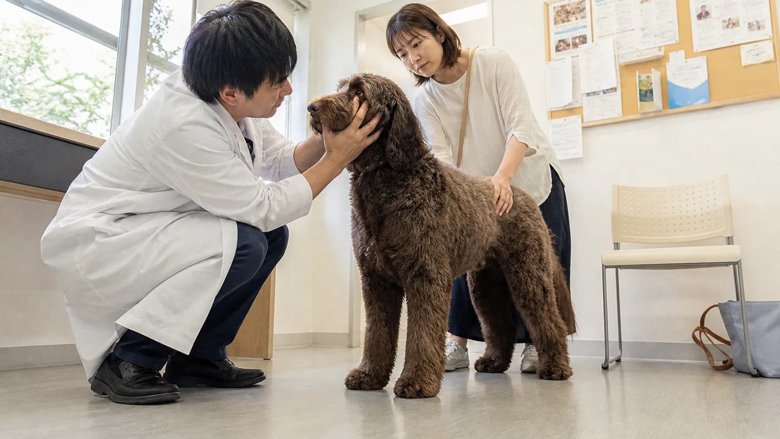 動物病院で、チョコレート色のラブラドゥードルの顔を両手で支えて近くから見る獣医師と、うしろで背中に手を置く飼い主の女性